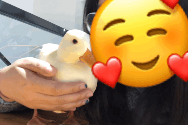 两家合法鸭店任你来撸!