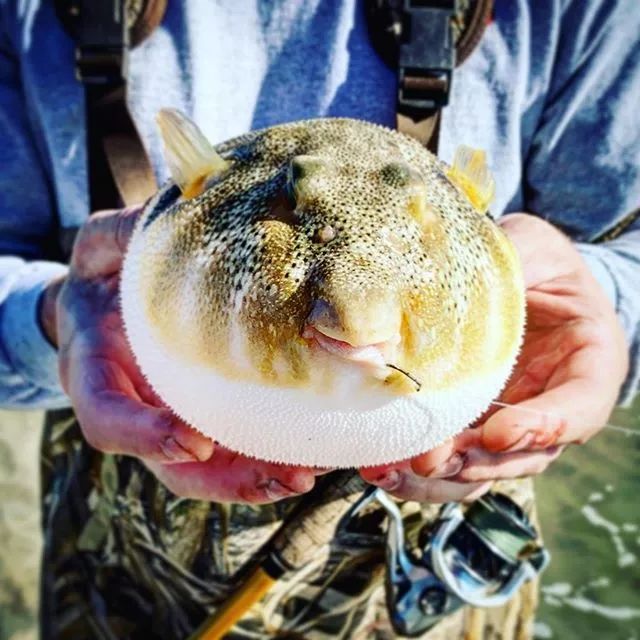 这5种丑萌的河豚你见过几种呢