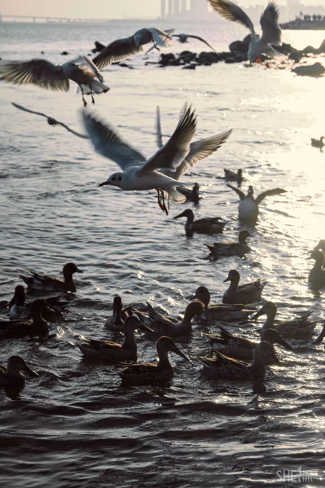 等了整整一年近万只候鸟回到深圳湾场面超震撼