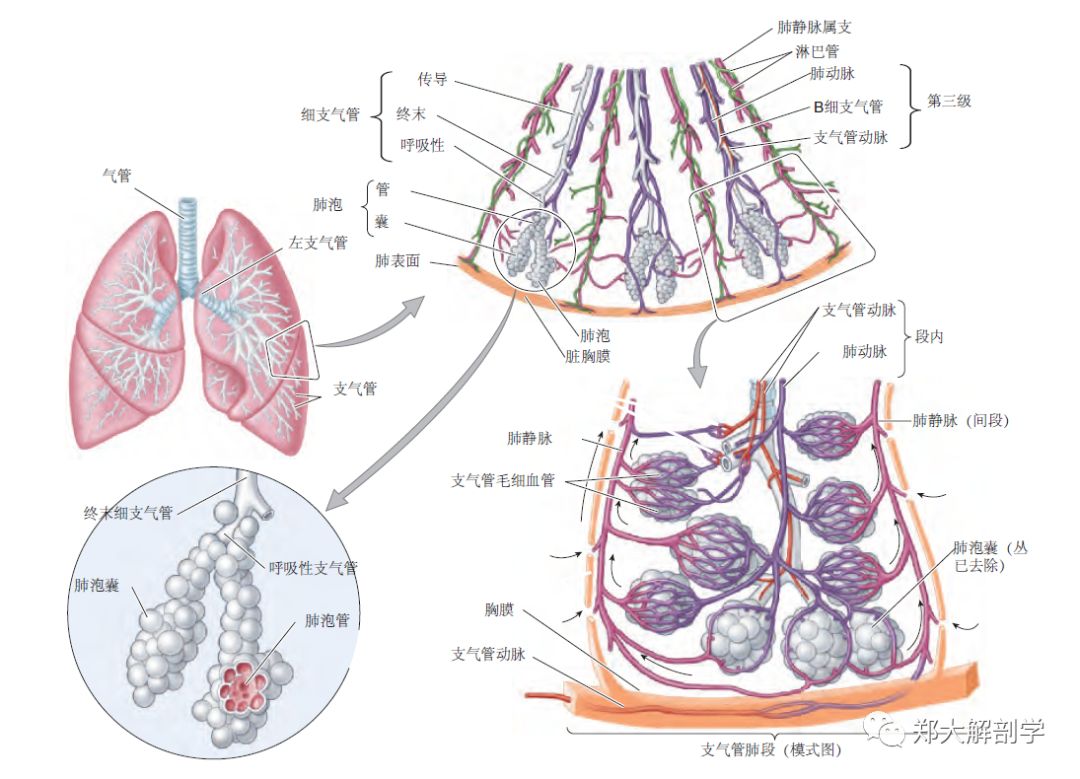 肺的双重血液供应图图片