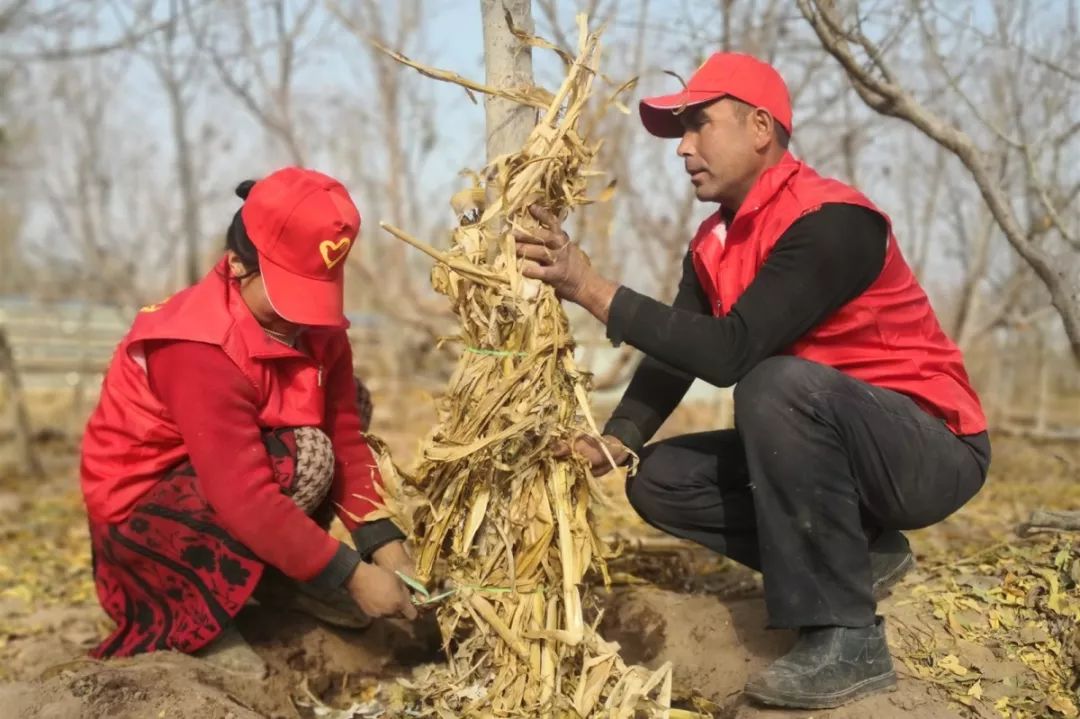 气温骤降为帮助村民做好果树管护工作中国人寿财产保险股份有限公司驻