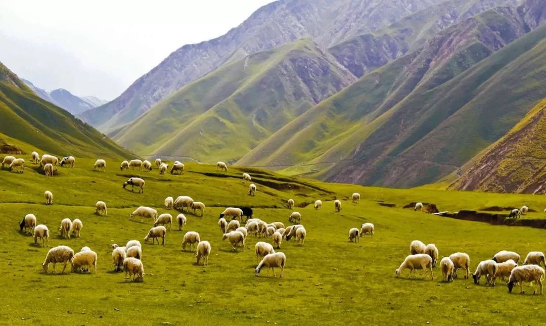 且末持续转化优势资源——"有机绿洲"壮大特色产业