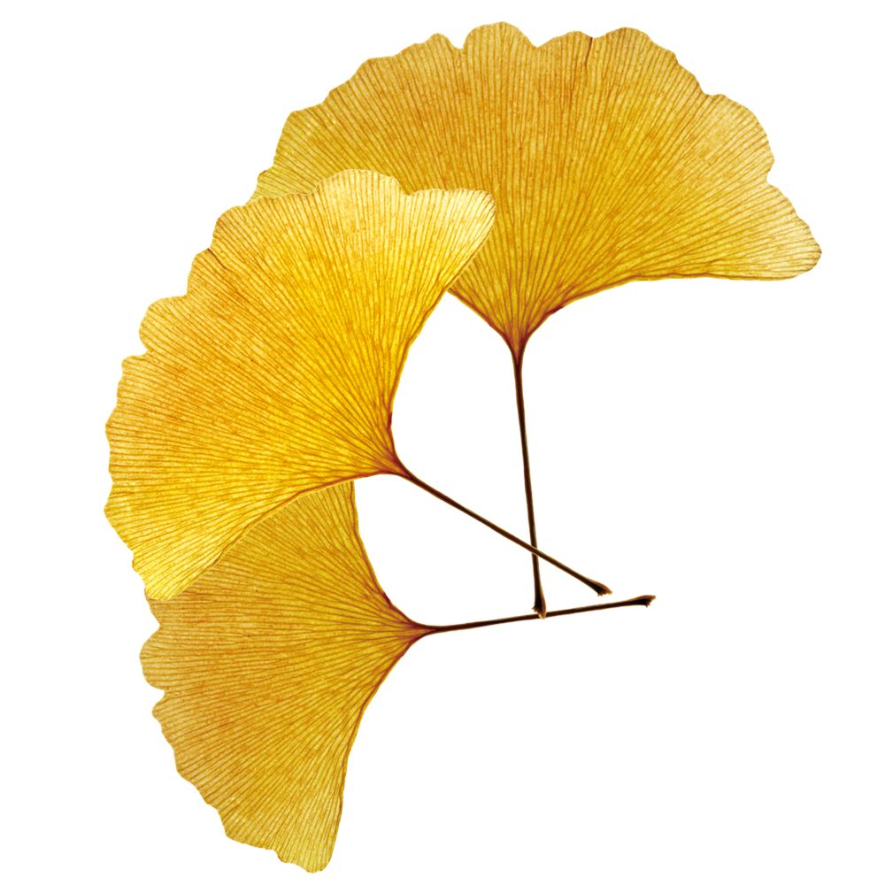 有杏与你相遇景宁雁溪古风摄影节盛装来袭银杏迎来最佳观赏期