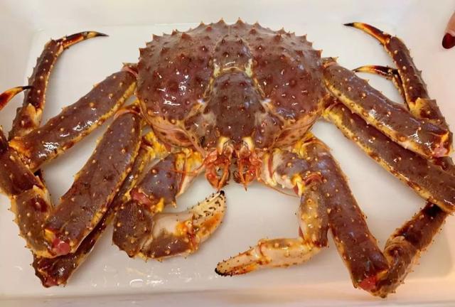 长春首家俄罗斯空运直达海鲜餐厅6斤帝王蟹超有排面的