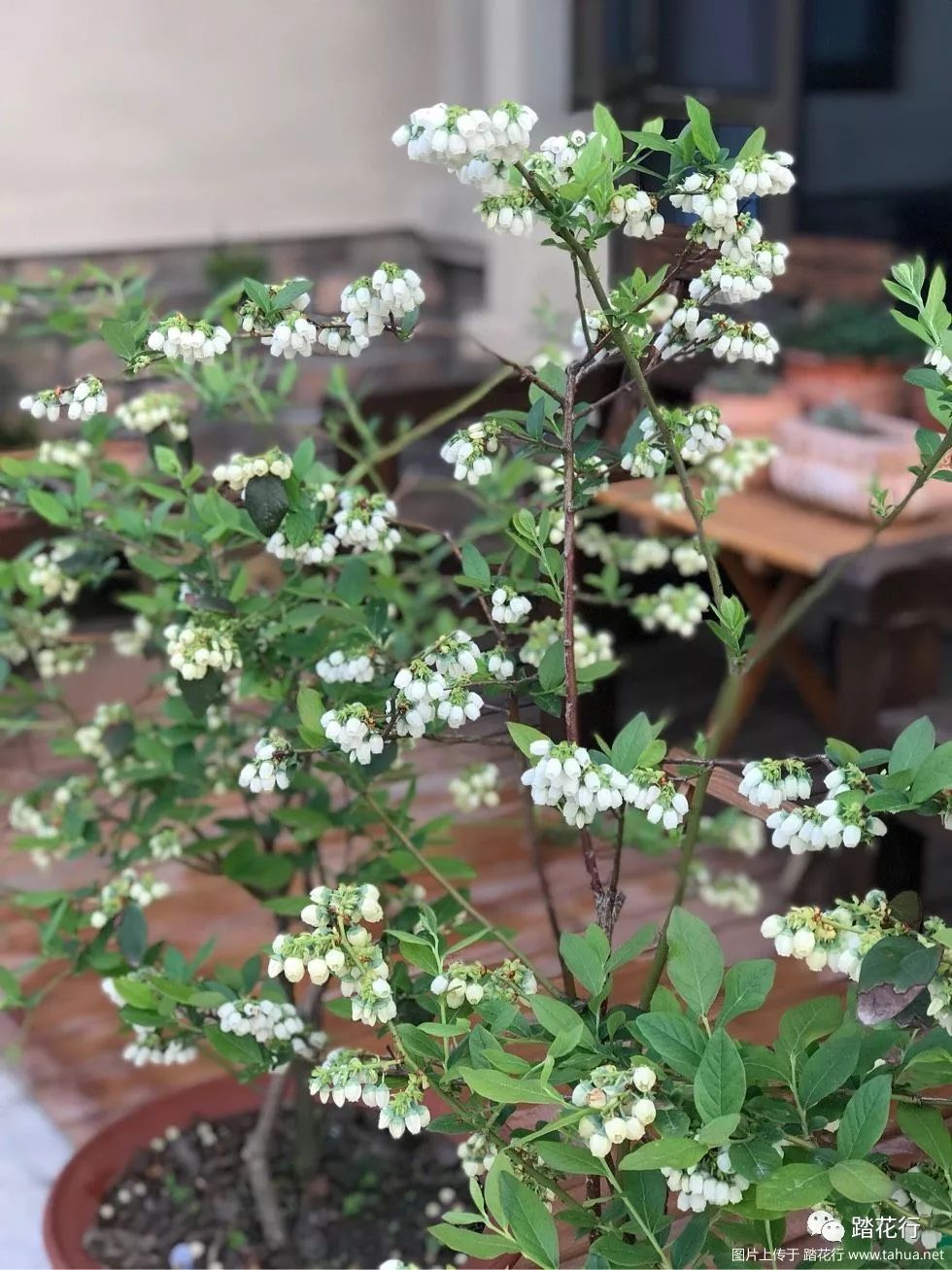 花与果的完美演绎蓝莓