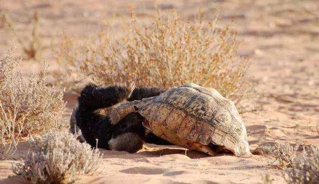 盘点下龟龟的几种天敌