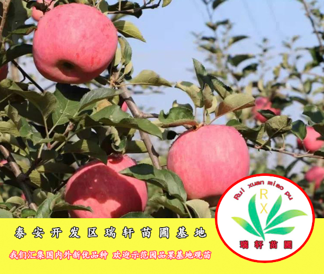 dx富士苹果苗口感好不好?_果实