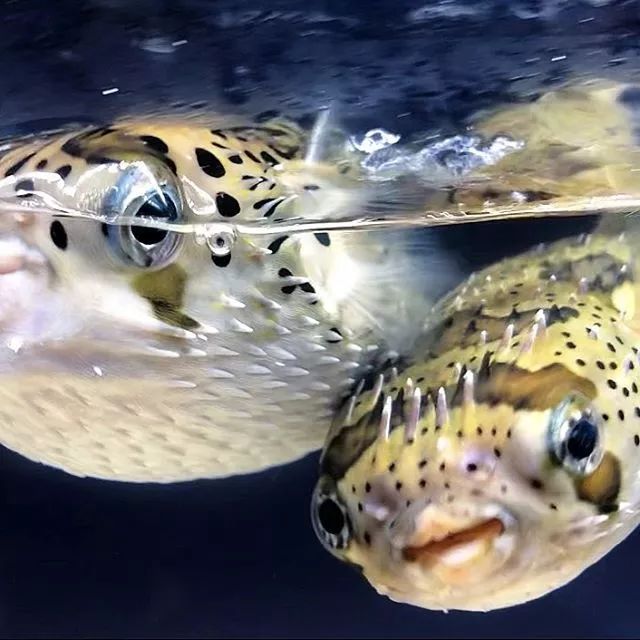 这5种丑萌的河豚你见过几种呢