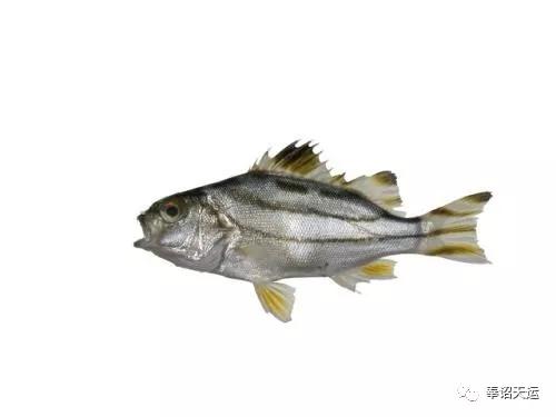 《台湾鱼类志》为主 ,又称为细鳞鯻 ,另外俗名有花身鸡鱼 , 花身仔