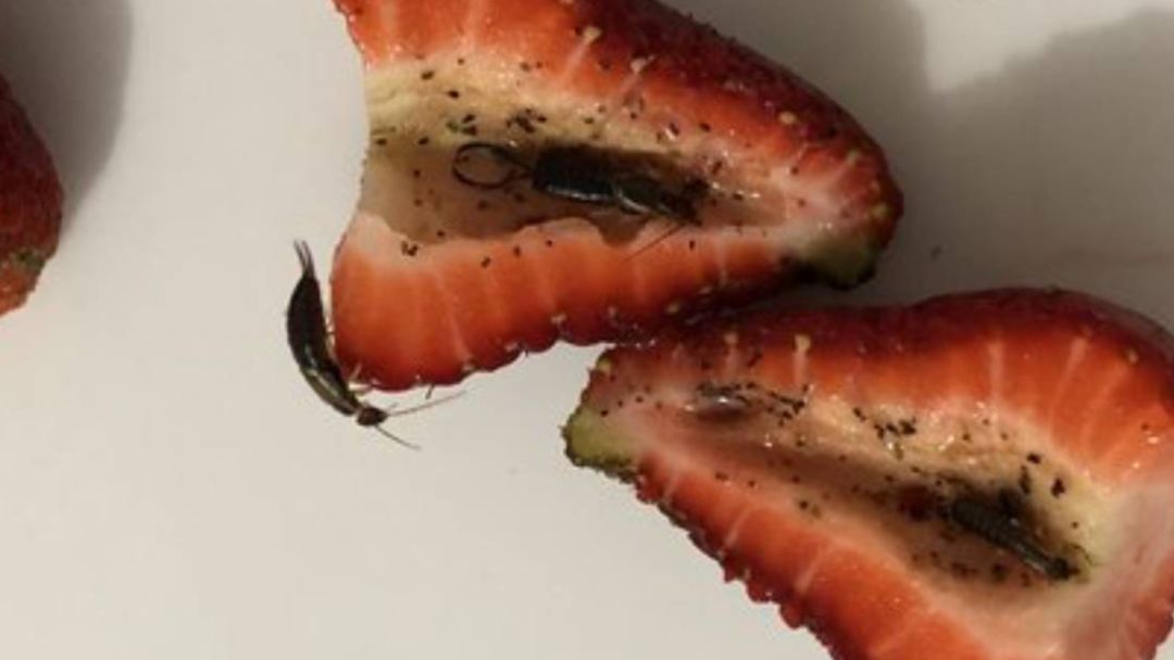 整个草莓都变成了一个虫子窝!让人看得鸡皮疙瘩直冒!