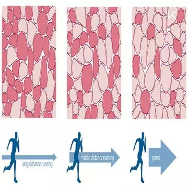 我是骨骼肌中的一员,是运动系统的动力部分,我分为白,红肌纤维,白肌