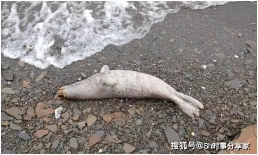 bbc摄影师在南极哭了上千只海豹死亡北极熊妈妈抱着孩子不知道飘向何