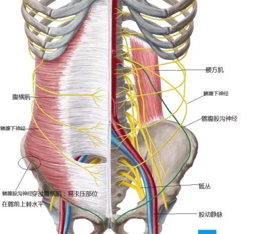 臀部的皮神经解剖