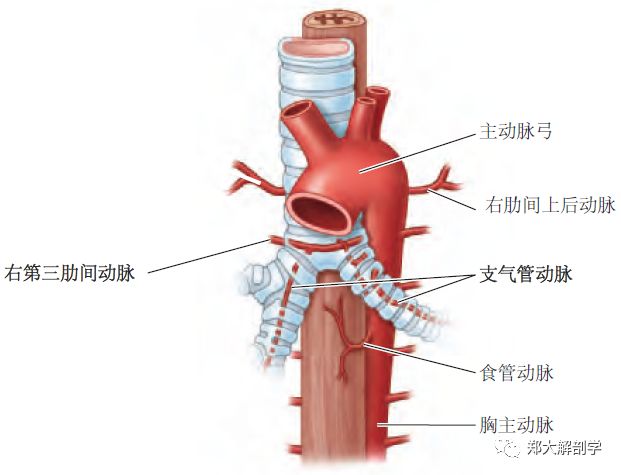 支气管动脉支气管静脉仅引流由支气管动脉供应肺部区域的静脉血;该