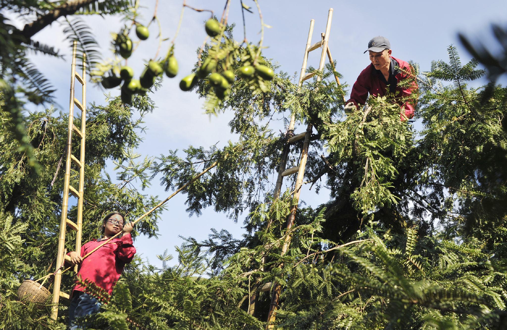 种植一次采收100年果实生长树上3年才能摘这种坚果你吃过吗