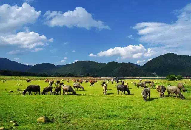 最快1h到达广东竟然藏有6个美翻天的大草原去了不想走