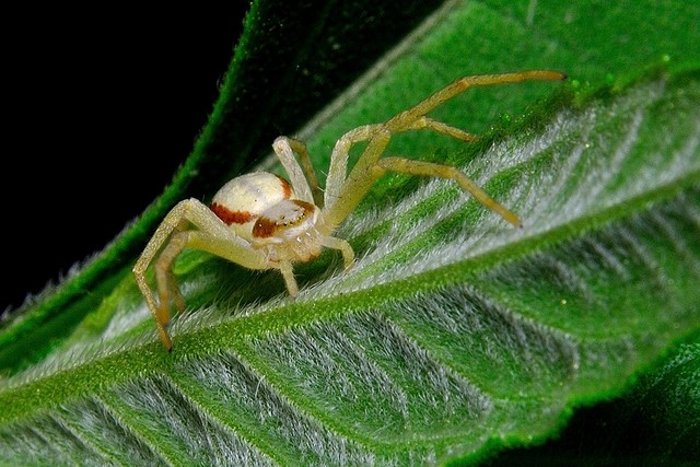 蜘蛛白色极小幼虫图片图片