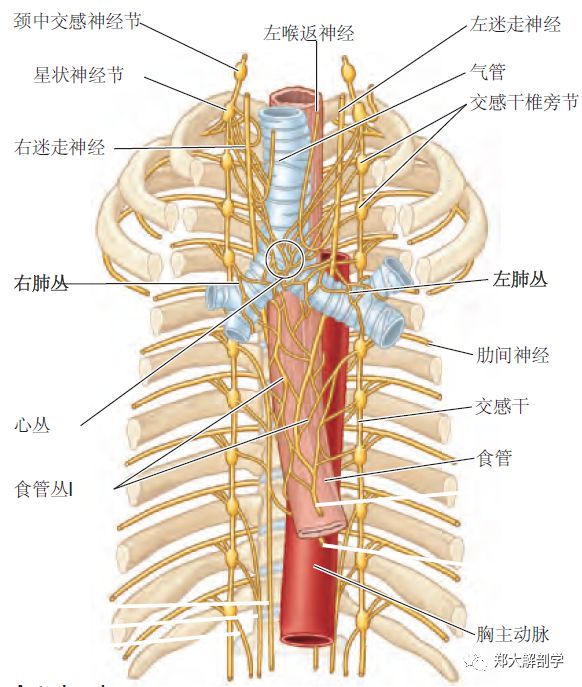 肺和脏胸膜的神经壁胸膜的神经来自肋间神经和膈神经