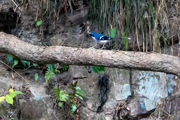 白冠燕尾瀑布周围还有黄鹡鸰,绿翅短脚鹎,栗背短脚鹎,大拟啄木鸟等