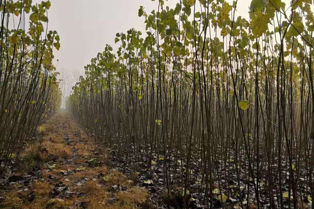 2019年楊樹苗種植面積及最新楊樹苗價格行情一覽表