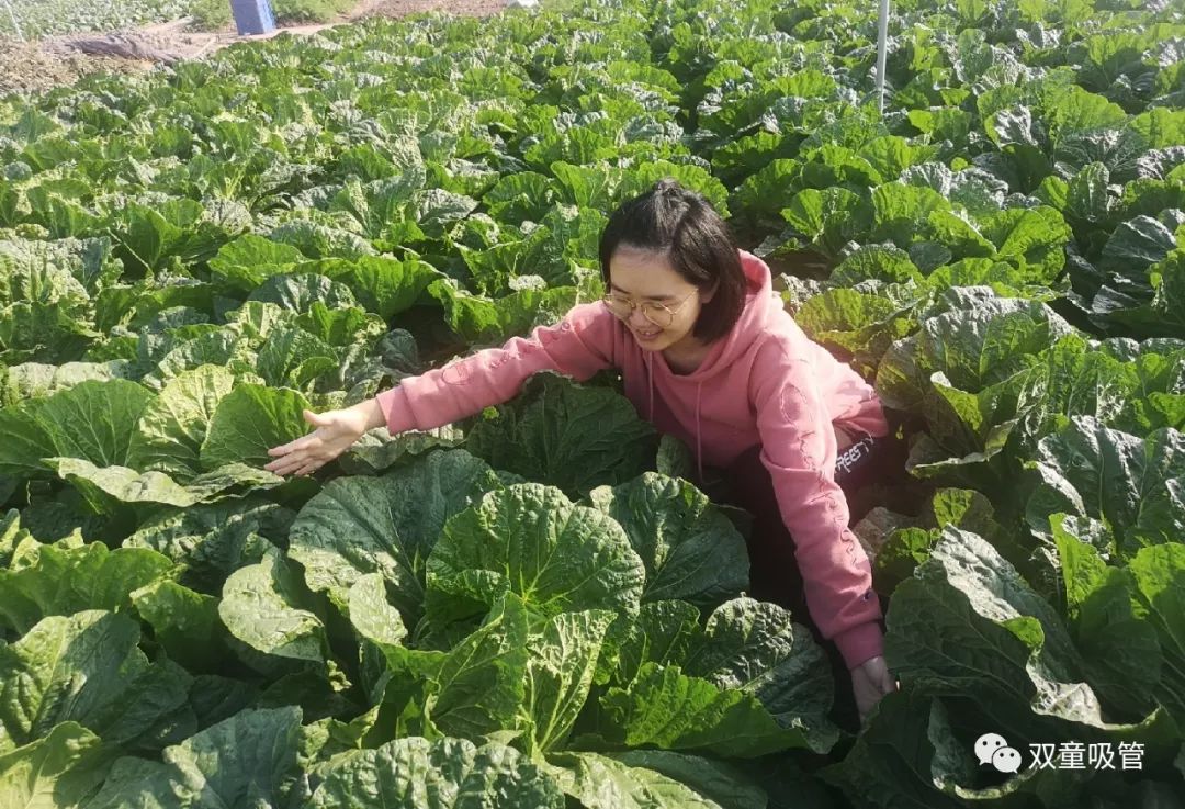 雙童屋頂菜園產出巨無霸大白菜夠500號員工連續吃一個月