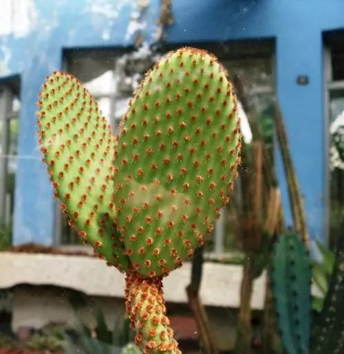 每日一花细刺仙人掌金乌帽子密被金黄色钩毛