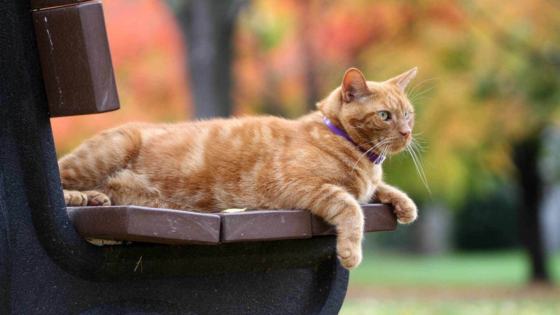 女子路遇一只吃垃圾的橘猫,给它喂食,猫竟然感动哭了