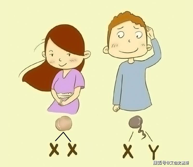 如果人类的性染色体复制异常会怎样?超雄体和超雌体是怎么回事?-搜狐大视野-搜狐新闻