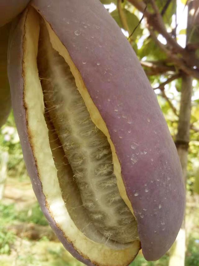 白木通的成熟果实八月炸具有极高的营养价值和显著的保健功能