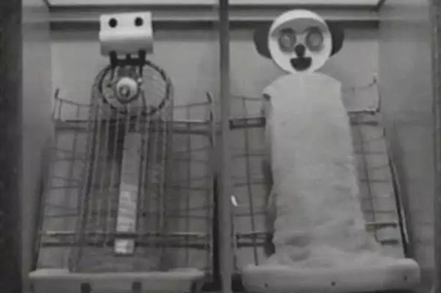 妈妈究竟是什么?"恒河猴实验"揭示的残忍真相,是给我们的警醒