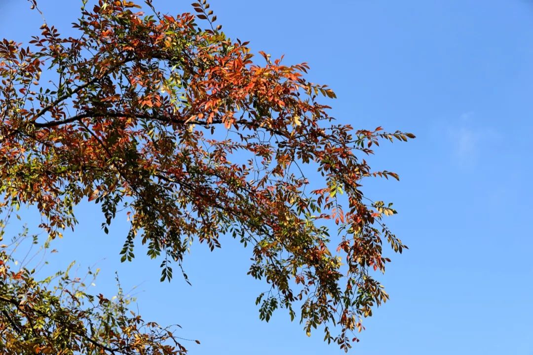 好一棵美丽的榔榆树