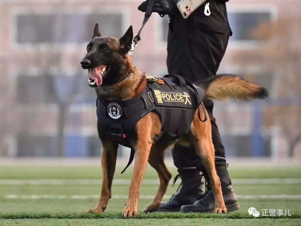 复制粘贴贴贴贴克隆警犬来啦
