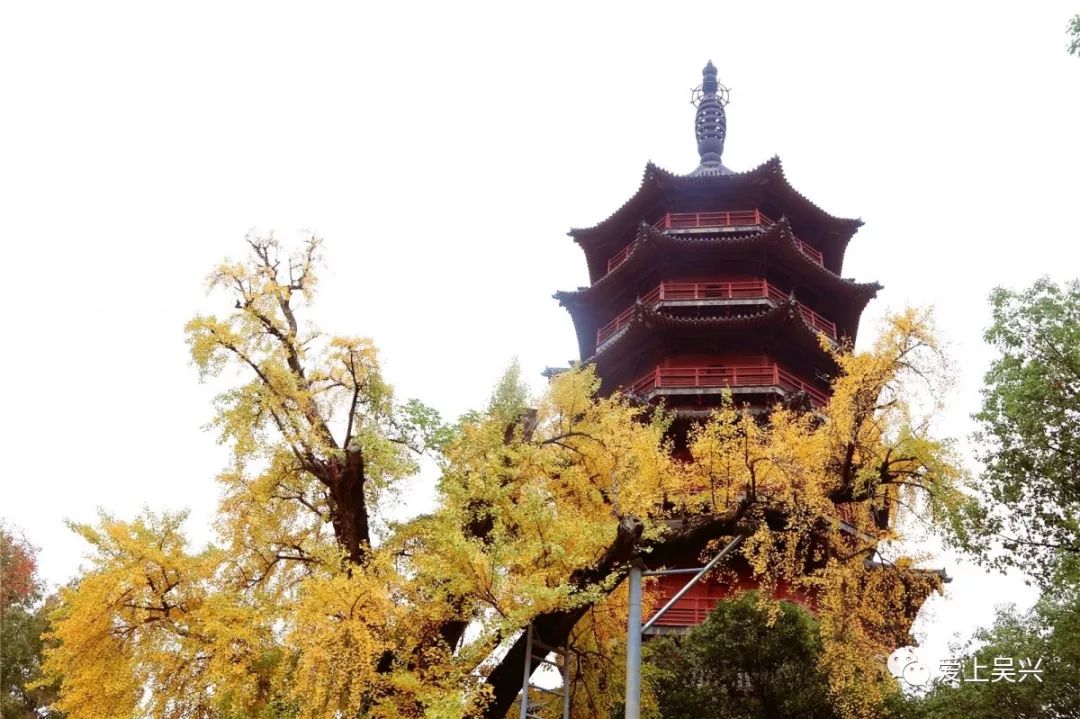 飞英公园650年树龄古银杏袅袅风吹木叶下叶片颤动似蝴蝶振翅树树皆