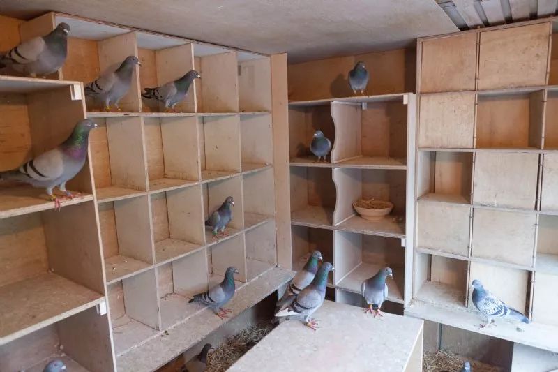 鸽经| 八对种鸽的微型鸽舍,却取得了令人难以置信的赛绩