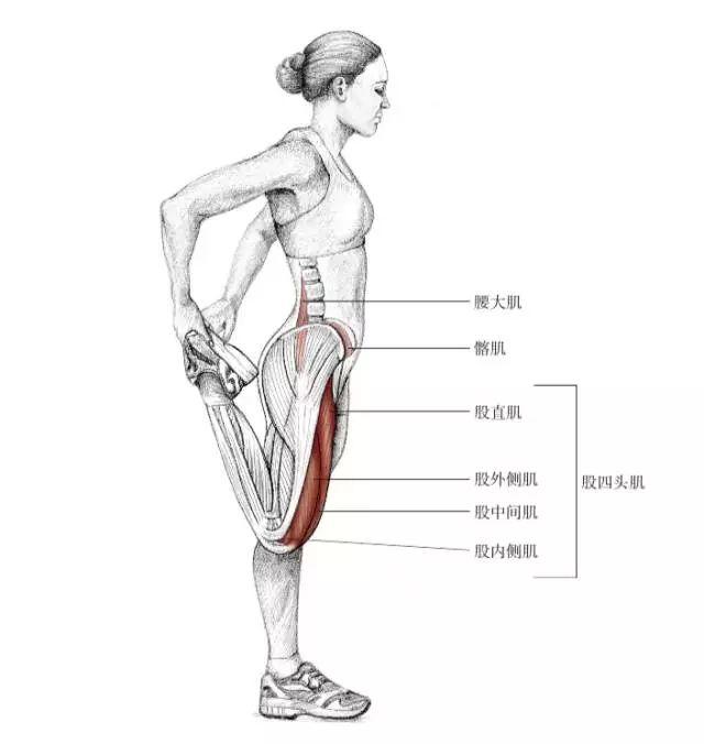 大腿肌肉拉伸动作图解图片