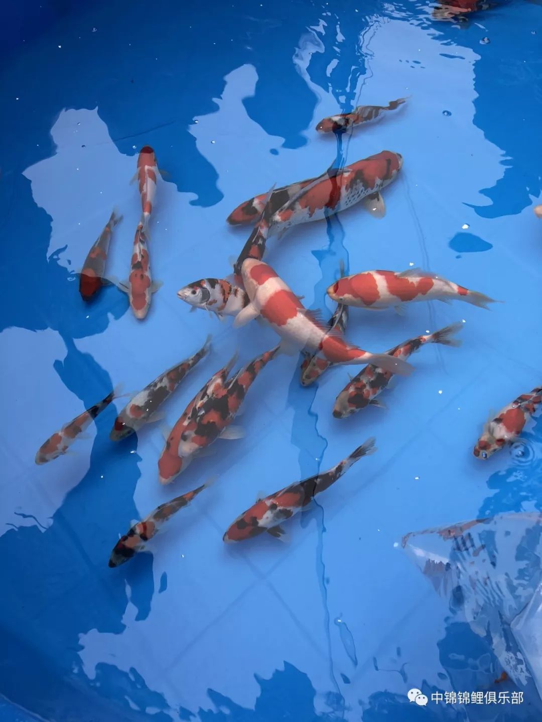 辨别当岁的性别,你们都有什么小妙招?_公鱼