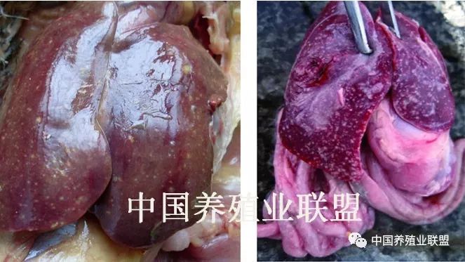 肝脏坏死灶鸡沙门氏菌病,肝脾肿大,灰白色坏死灶镜下肝脏坏死灶坏死灶