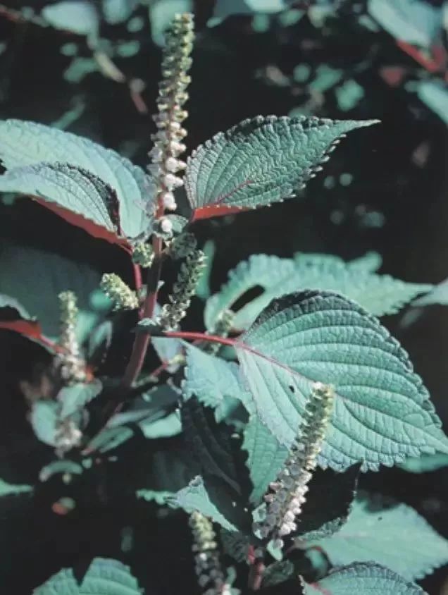 网络版教材版点击图片可放大lizhan提供苏叶,香苏叶,赤苏叶别名本品为