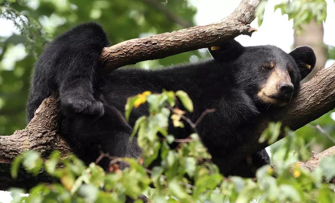 荐读营救三只小黑熊