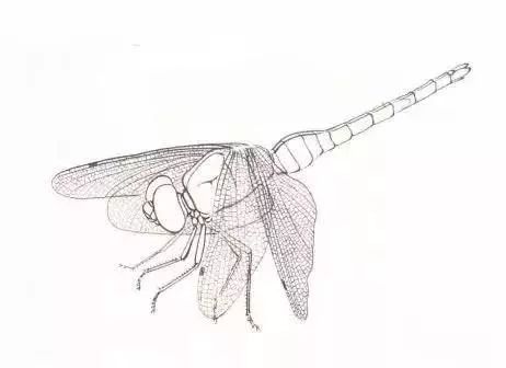 工笔蜻蜓蝈蝈画法步骤示范