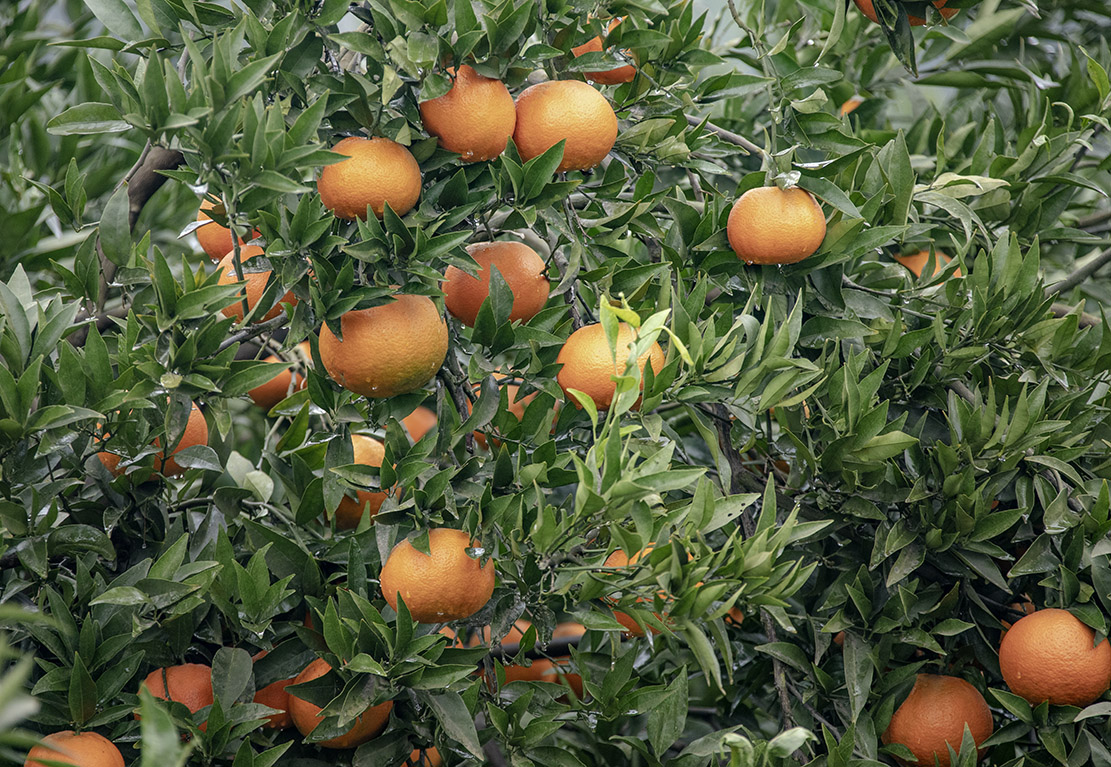 彭山黄丰优质柑橘助力村民脱贫奔康