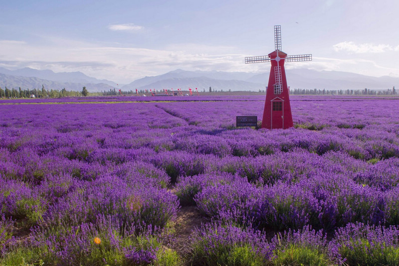 我为新疆旅游代言,请关注我. 芳香霍城,全世界最大的薰衣草种植区.