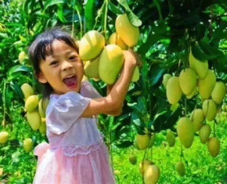 树上吃芒果的日子小时候,每到芒果成熟的季节随处可以嗅到蜜芒的香味