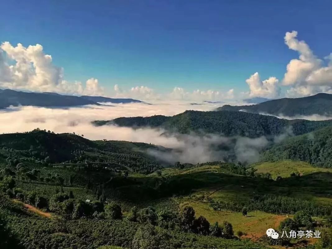 放榜勐海茶王節茶王獎它來了