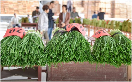 永春韭菜王大赛打响五里街韭菜品牌