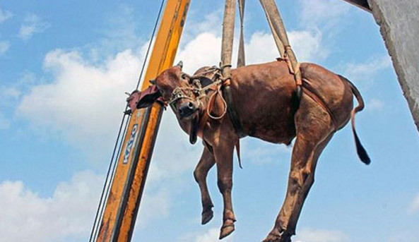 搬家公司接到特殊任务楼顶的牛下不来了这次收费肯定不低