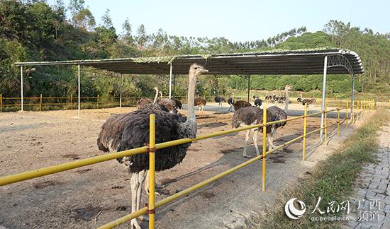 广西玉林福绵区:新鲜!养鸵鸟助扶贫_养殖