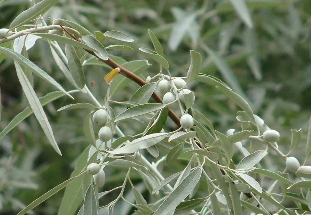 沙枣青鸭蛋青,沙枣青,塔青,和田玉里的一股股"青流",正一步步让大众