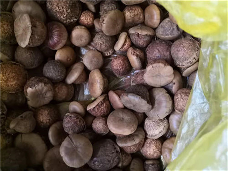 其实,这种植物的名字叫做风流果,别称为壮阳果,补肾果和益肾子等.