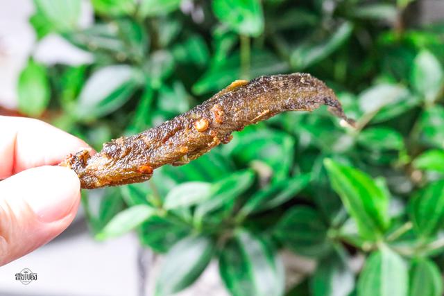 件事就是和大伙一起提着煤油灯下田抓泥鳅,野生泥鳅,黄鳝小时候经常吃